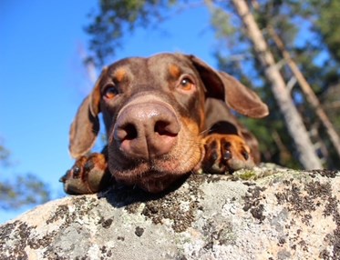 Närbild på doberman som kikar över kanten på en stor sten