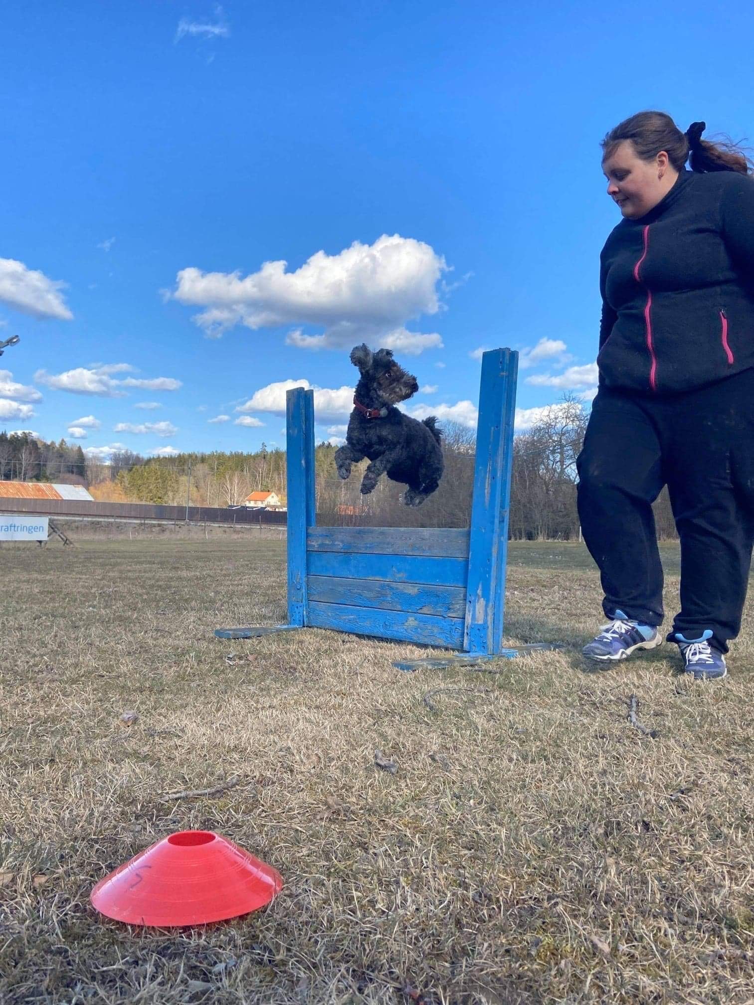 Pumi som hoppar hindret