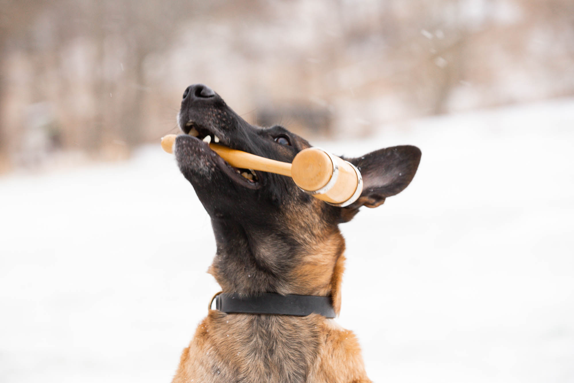 Hund med ordförandeklubba