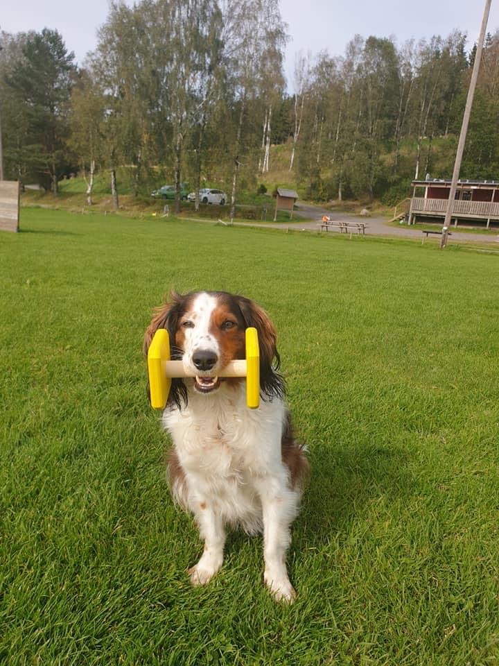 En brunvit hund som sitter och håller en apport i munnen.
