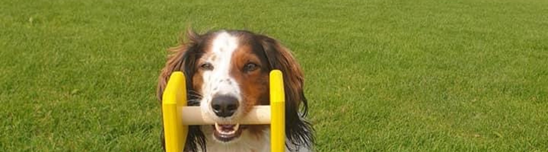 En brunvit hund som sitter och håller en apport i munnen.