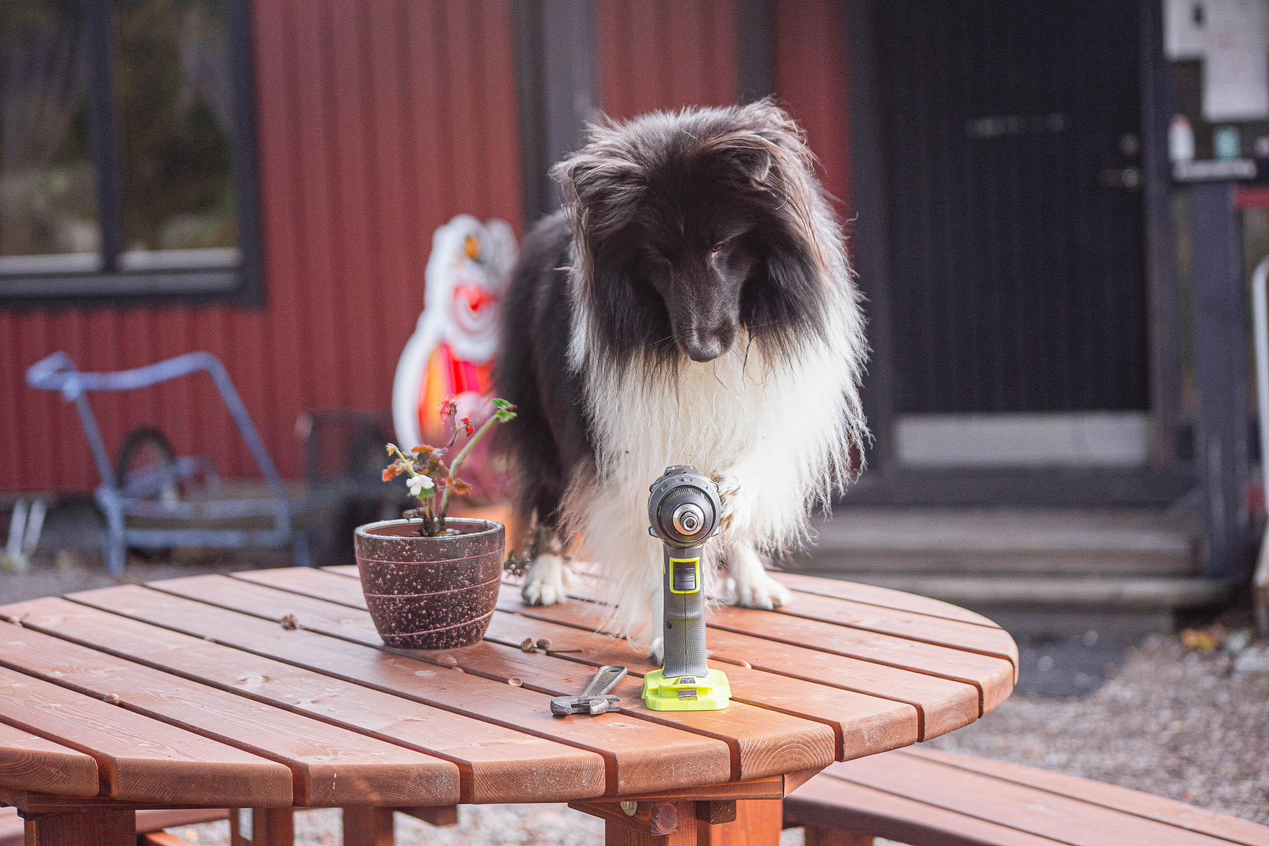 Hund med borrmaskin