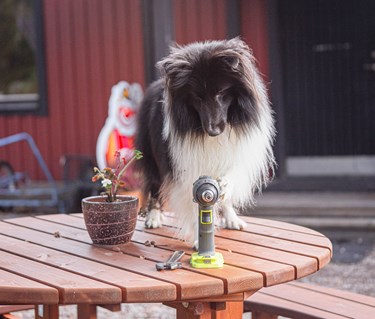 Hund med borrmaskin