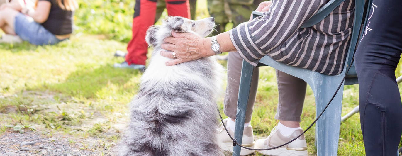 Sheltie