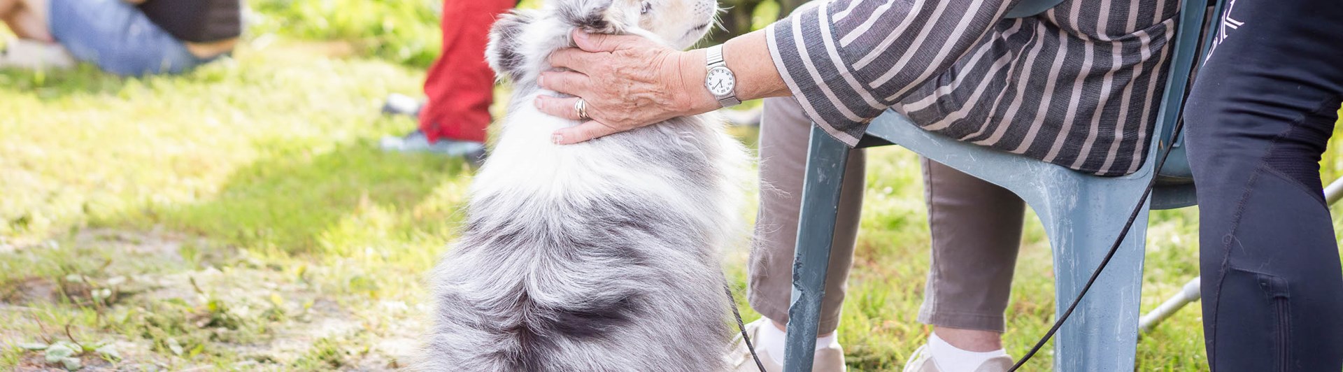 Sheltie