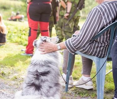 Sheltie