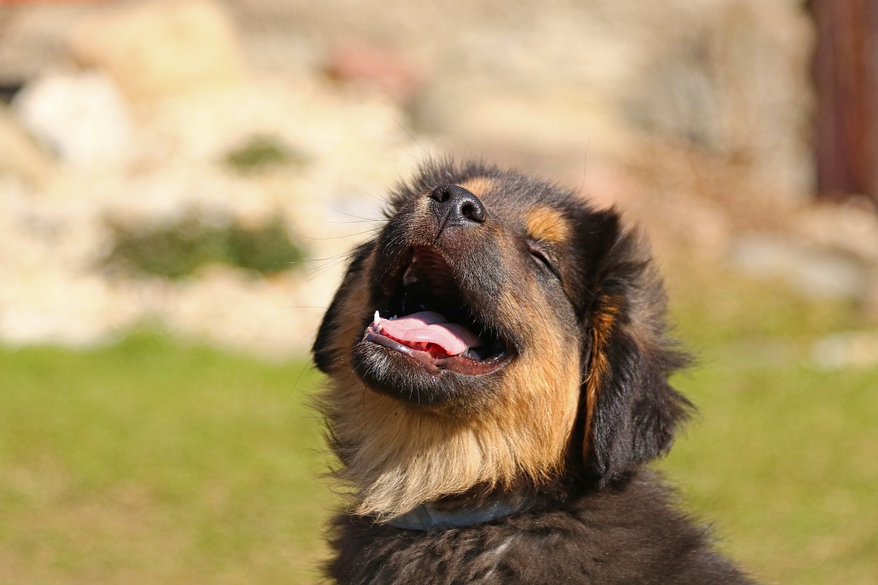 glad hund