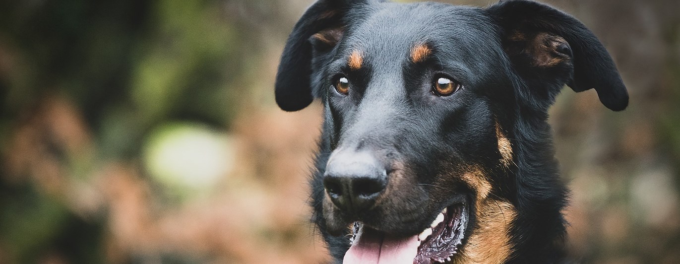Närbild på svarthunds ansikte