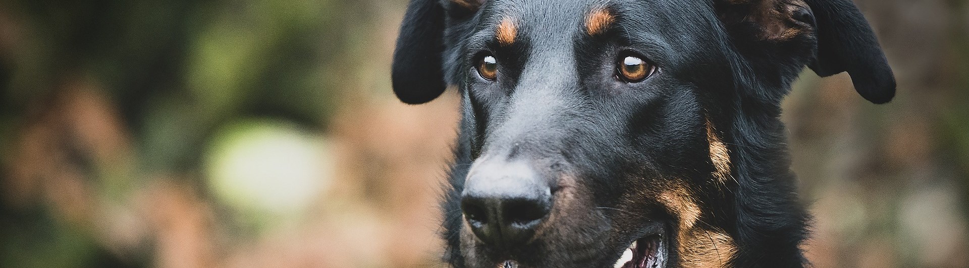 Närbild på svarthunds ansikte