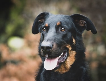 Närbild på svarthunds ansikte