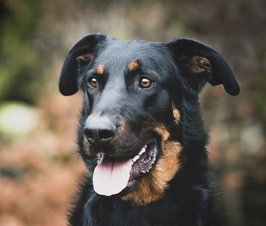 Närbild på svarthunds ansikte
