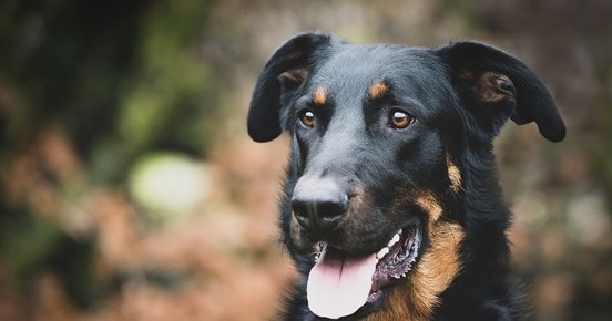 Närbild på svarthunds ansikte