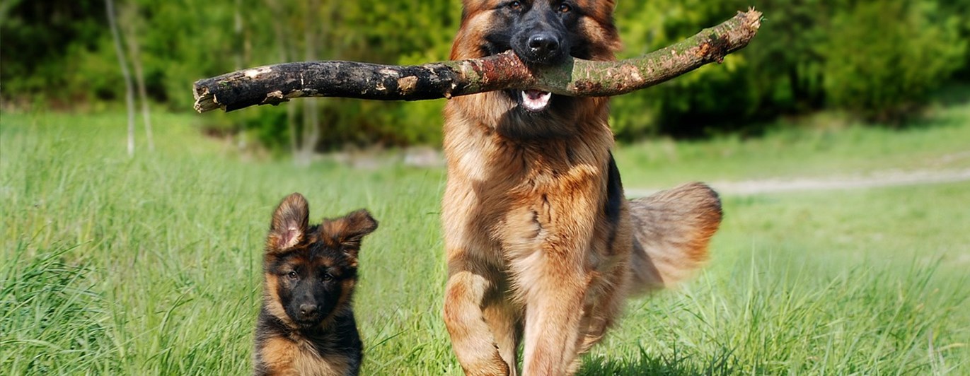 Valp och vuxen hund springer mot kameran