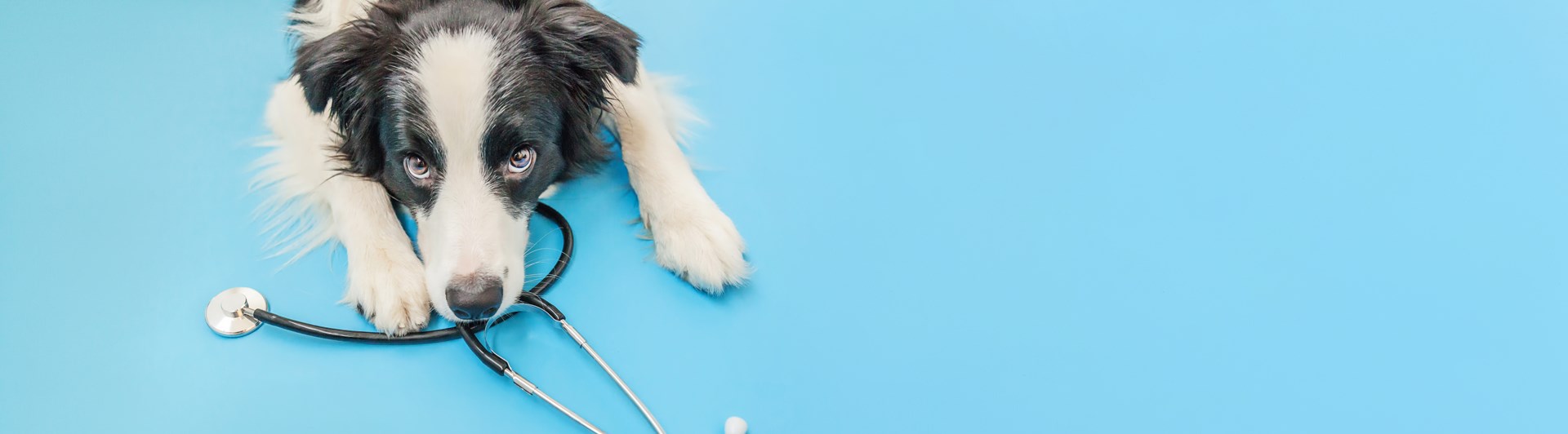 Bordercollie med stetoskop