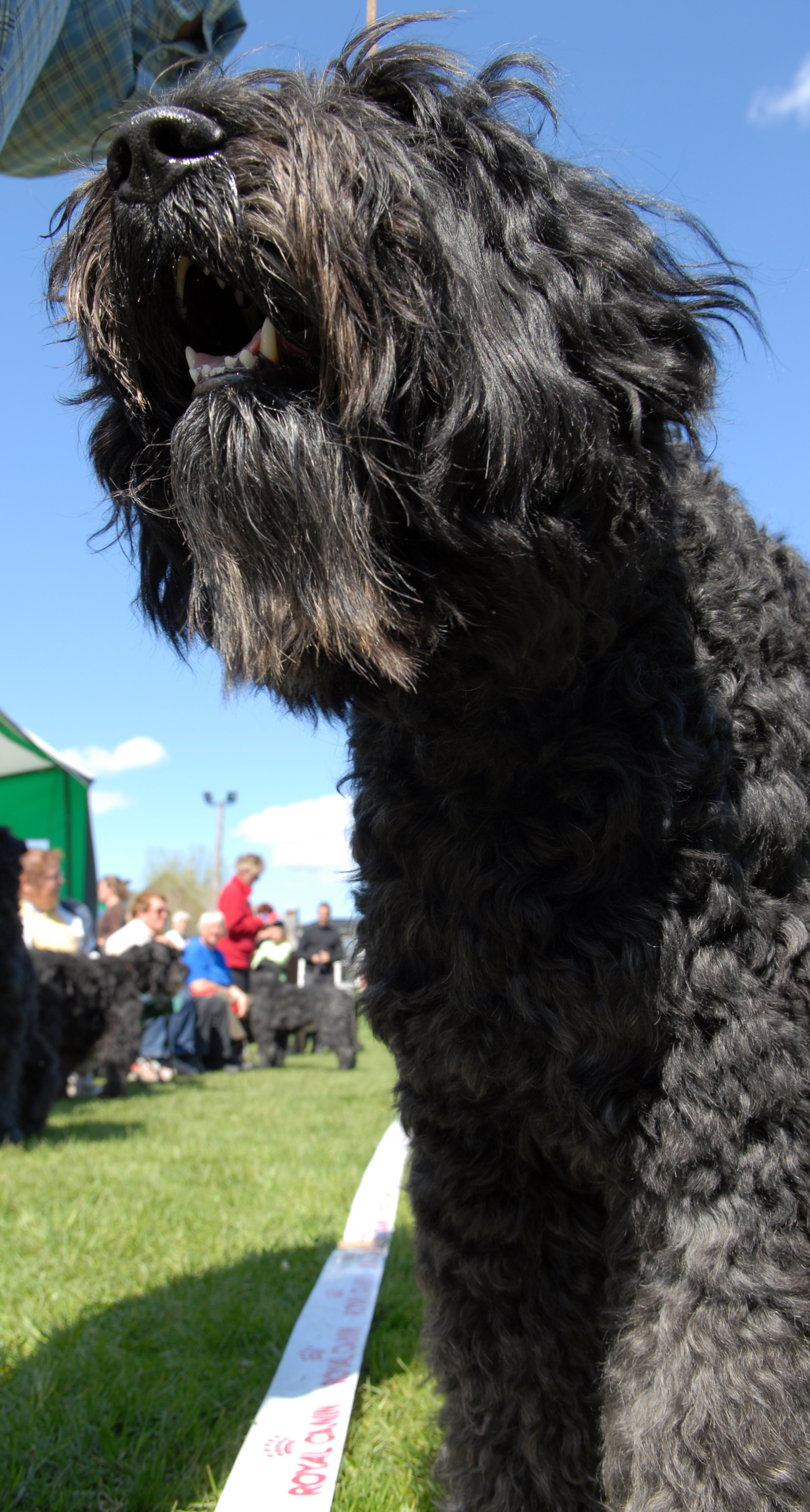 Närbild tagen underifrån på Bouvier des flandres. I bakgrunden anas utställningstält och andra hundar och människor