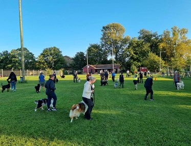 Hundträning i grupp. Hundförare går med sina hundar i en cirkel.