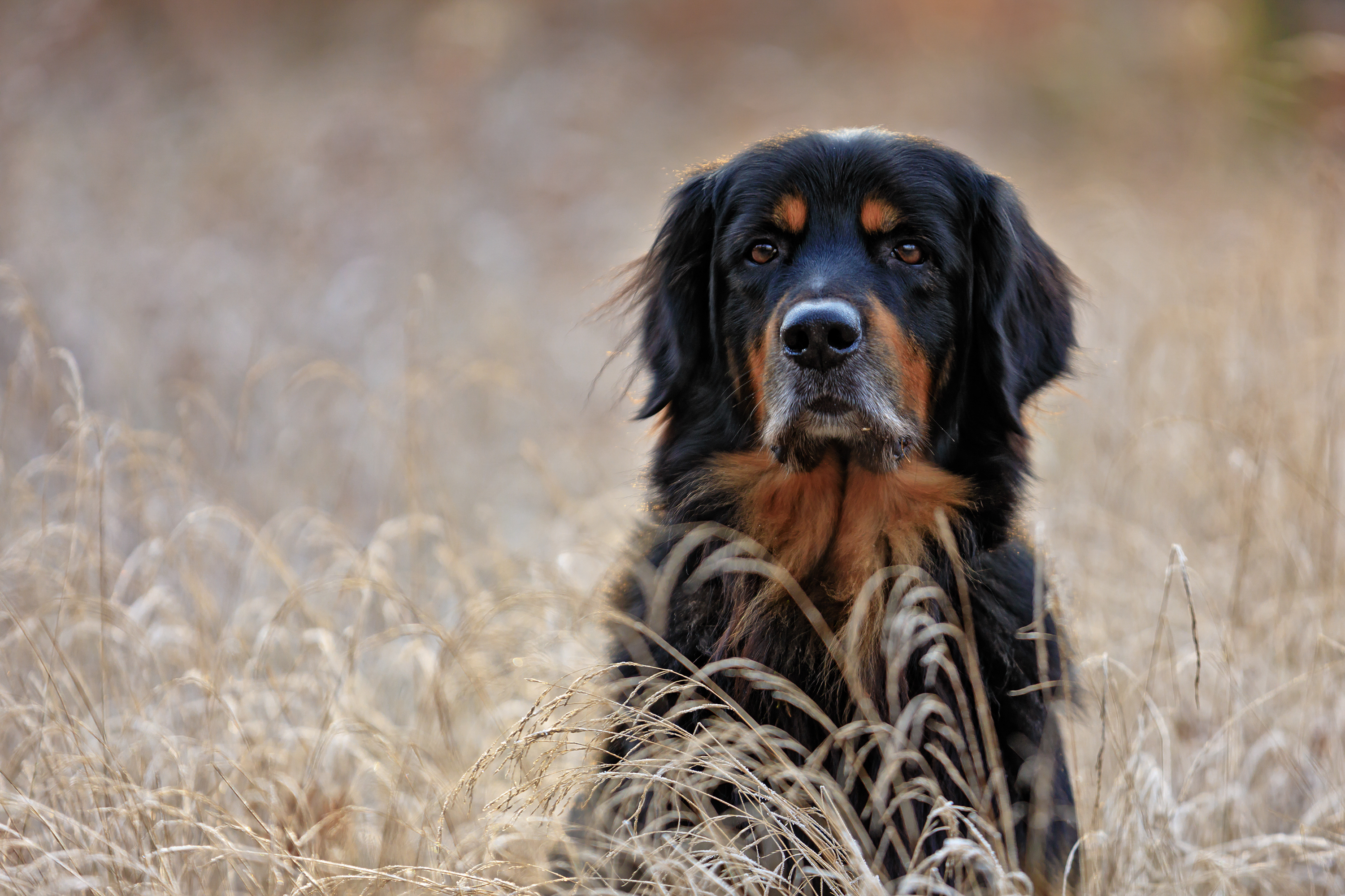 Hovawart sitter i högt gräs.