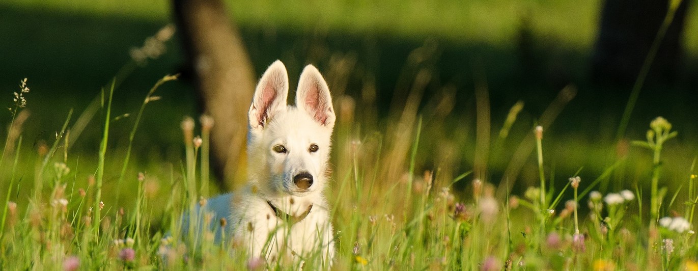 Valp, vit herdehund, står på en äng