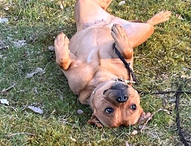 Torslanda-Öckerö Brukshundklubb