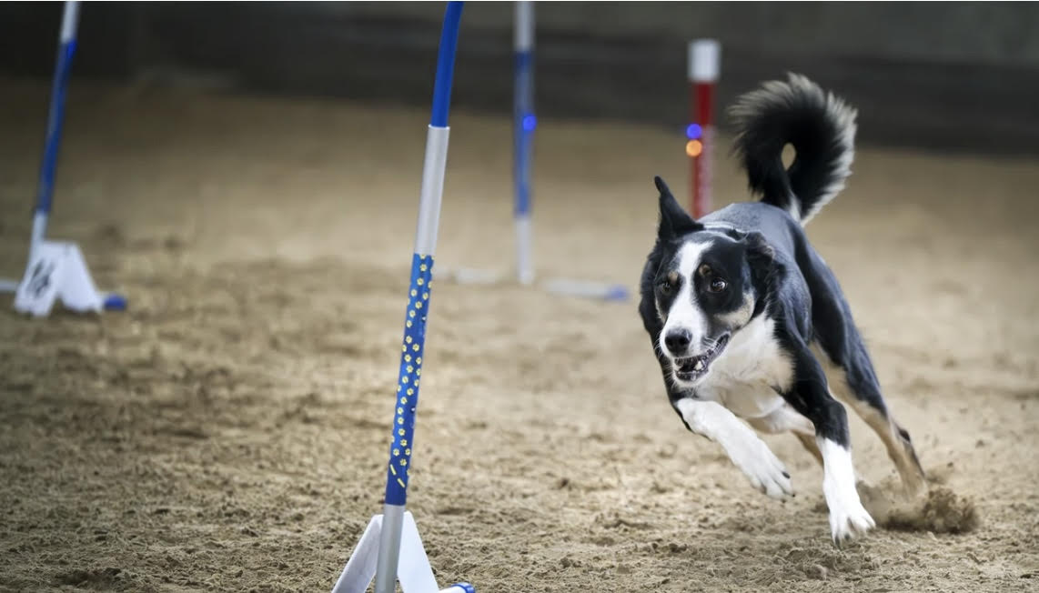 Bild på hund på hoopersbana
