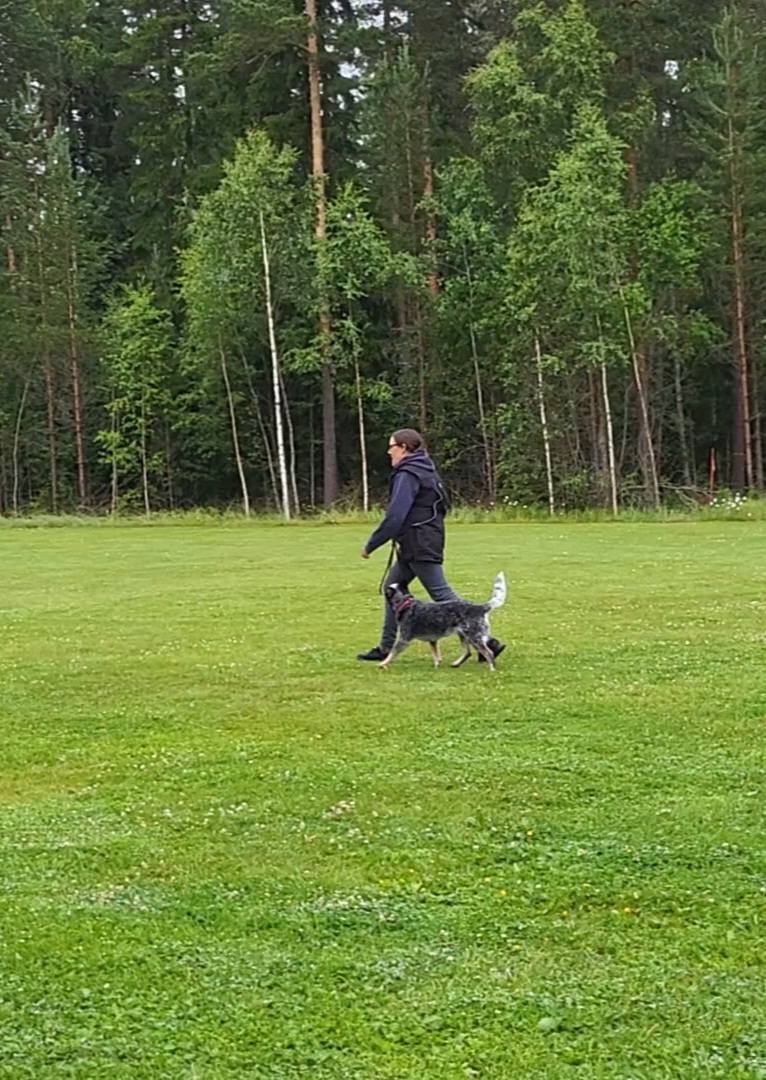 Fotgående med Cattle Dog