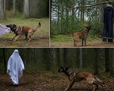 Hund som kampar med en trasa, en hund som går vid overall som hänger från ett träd och en hund som skäller mot person utklädd till spöke som går emot hunden
