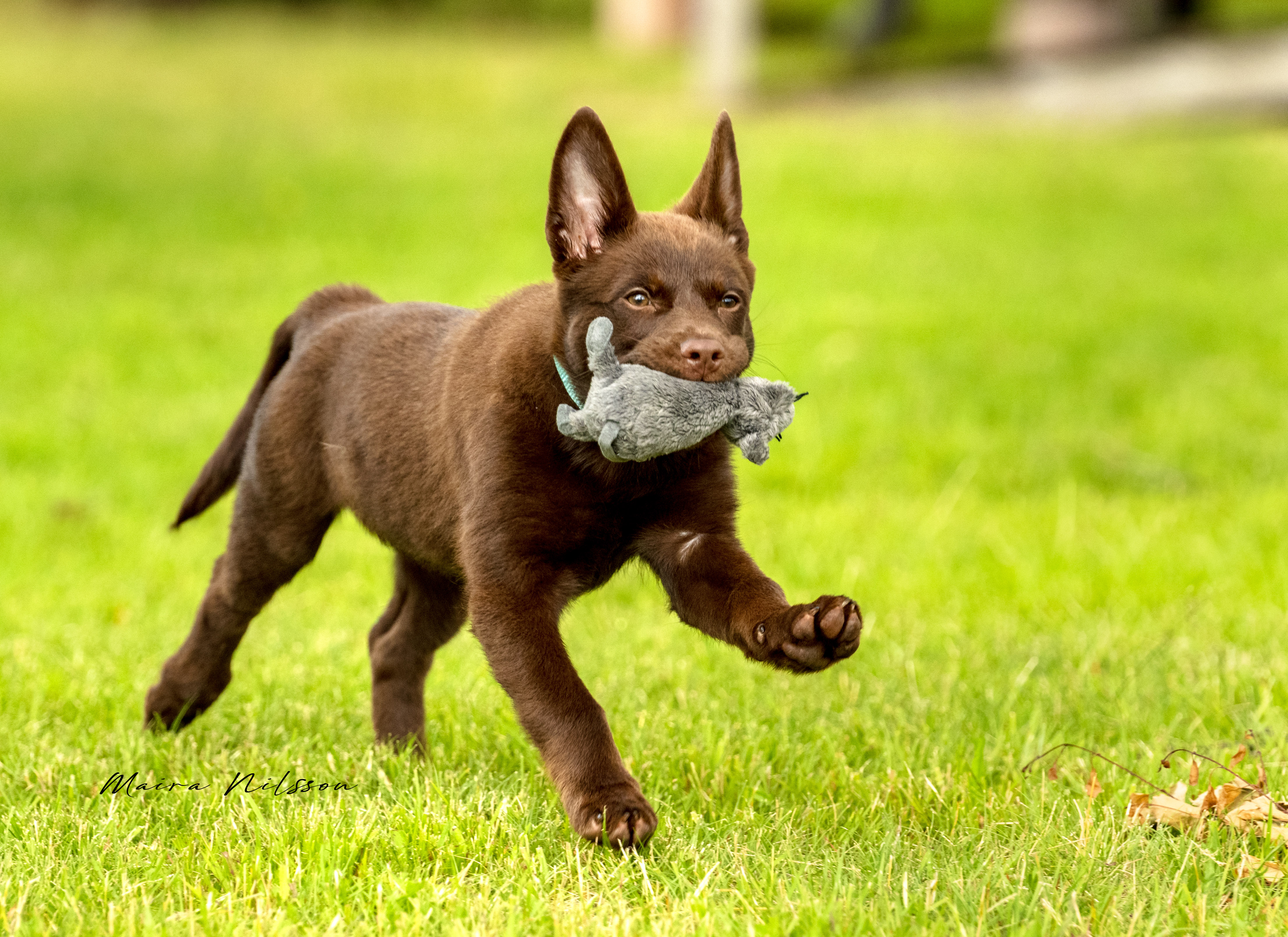 Hund av rasen Kelpie med leksak i munnen 