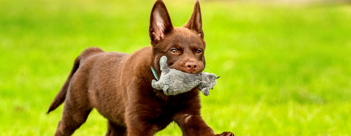Hund av rasen Kelpie med leksak i munnen