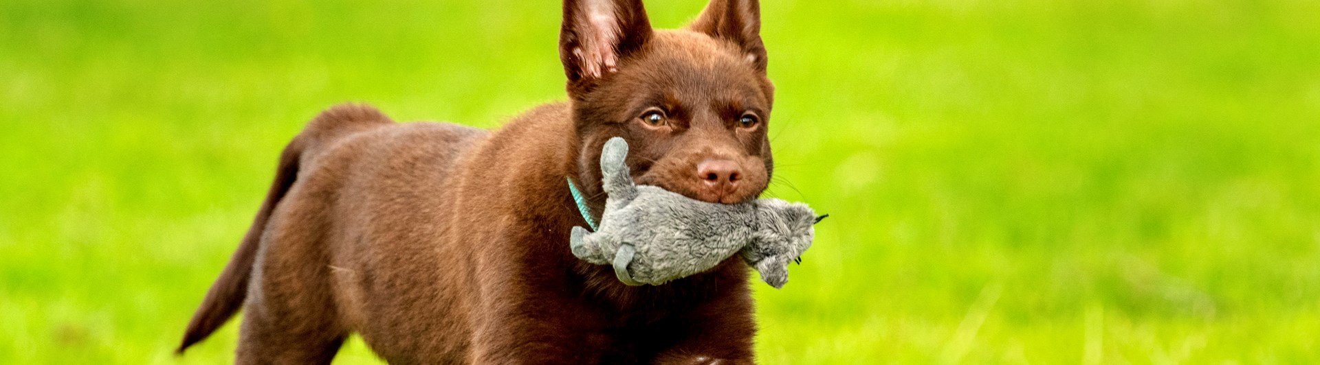 Hund av rasen Kelpie med leksak i munnen