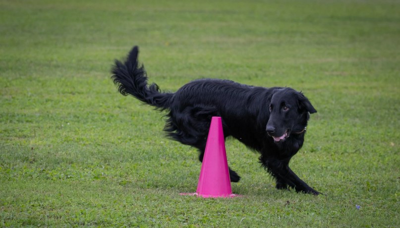 Flatcoated retriever rundar kon