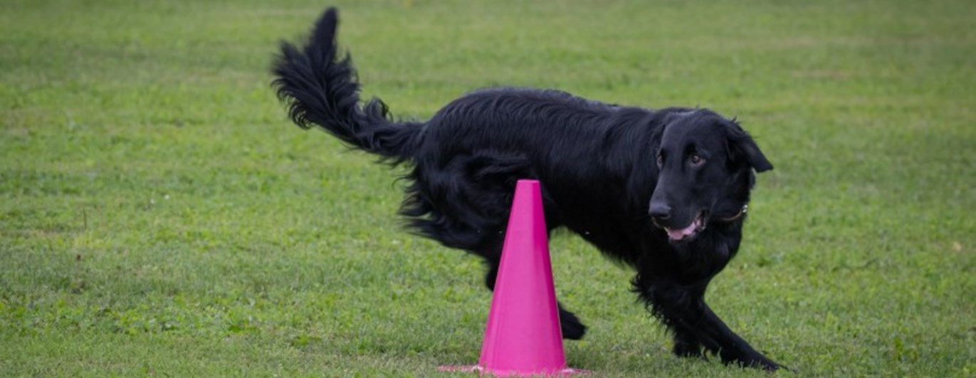Flatcoated retriever rundar kon