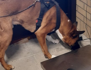 Specialsök