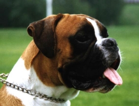 boxer