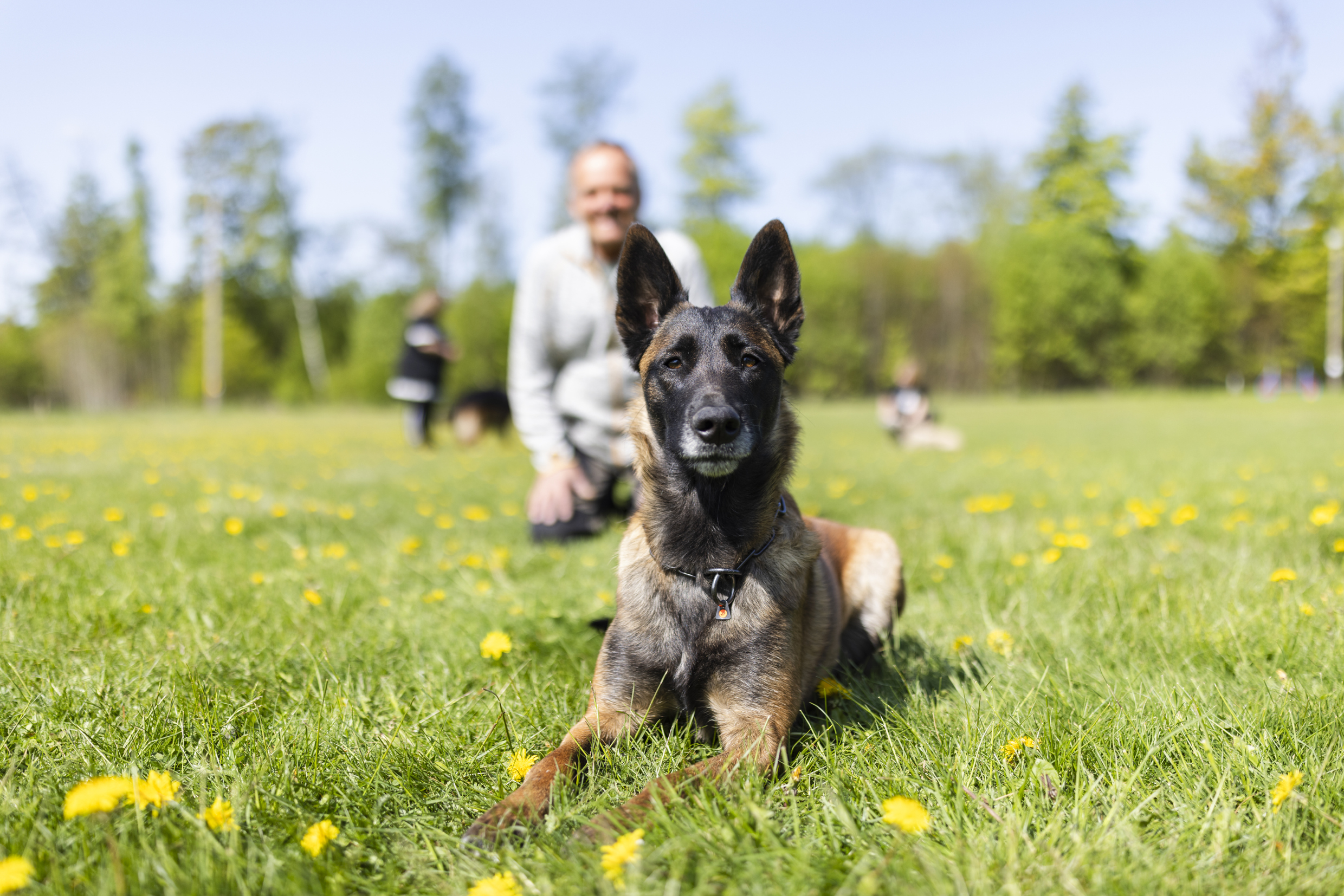 Malinois som ligger ner på en gräsmatta och tittar in i kameran. Husse sitter i bakgrunden.