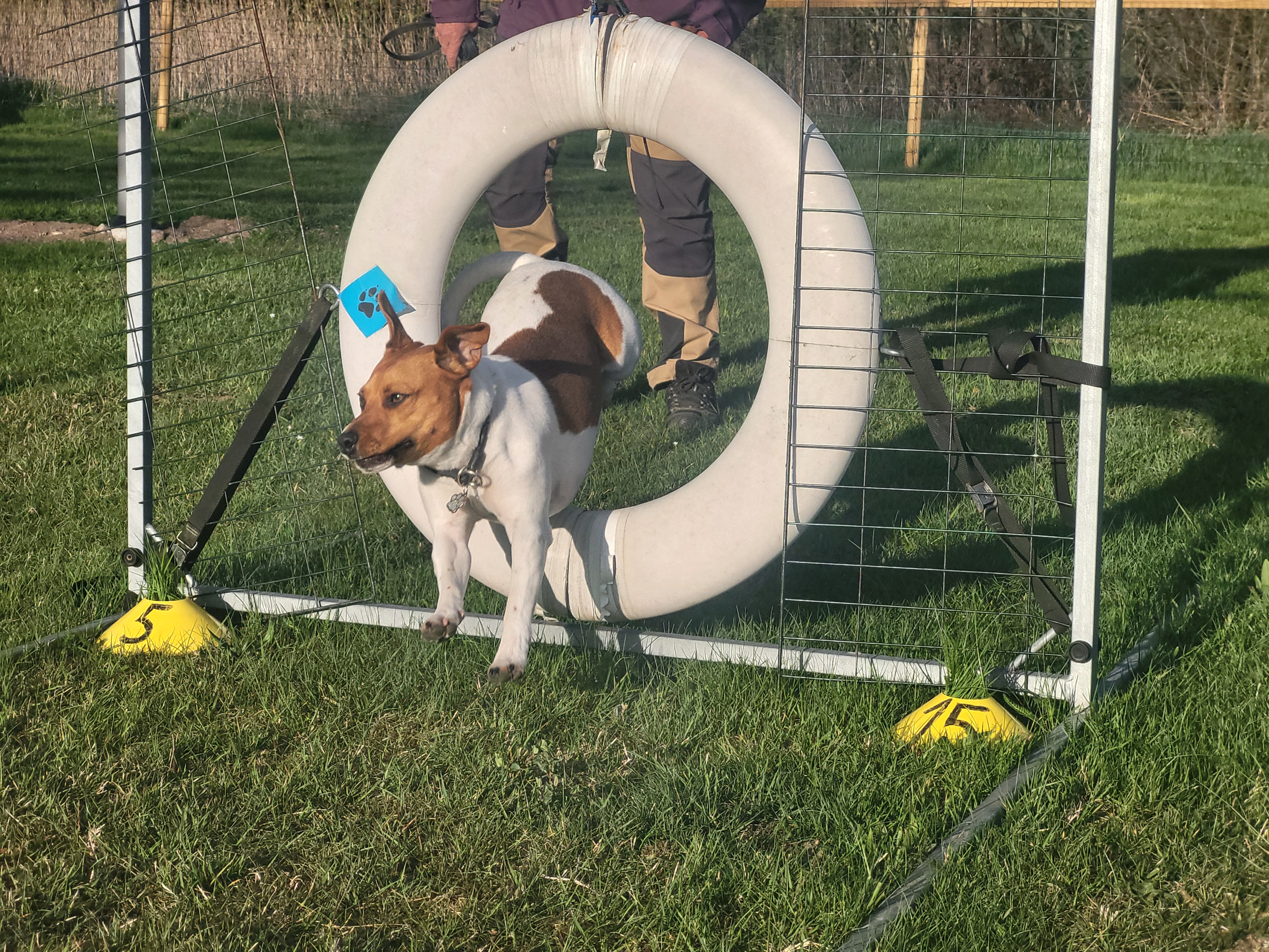 Dansksvensk gårdshund hoppar agility