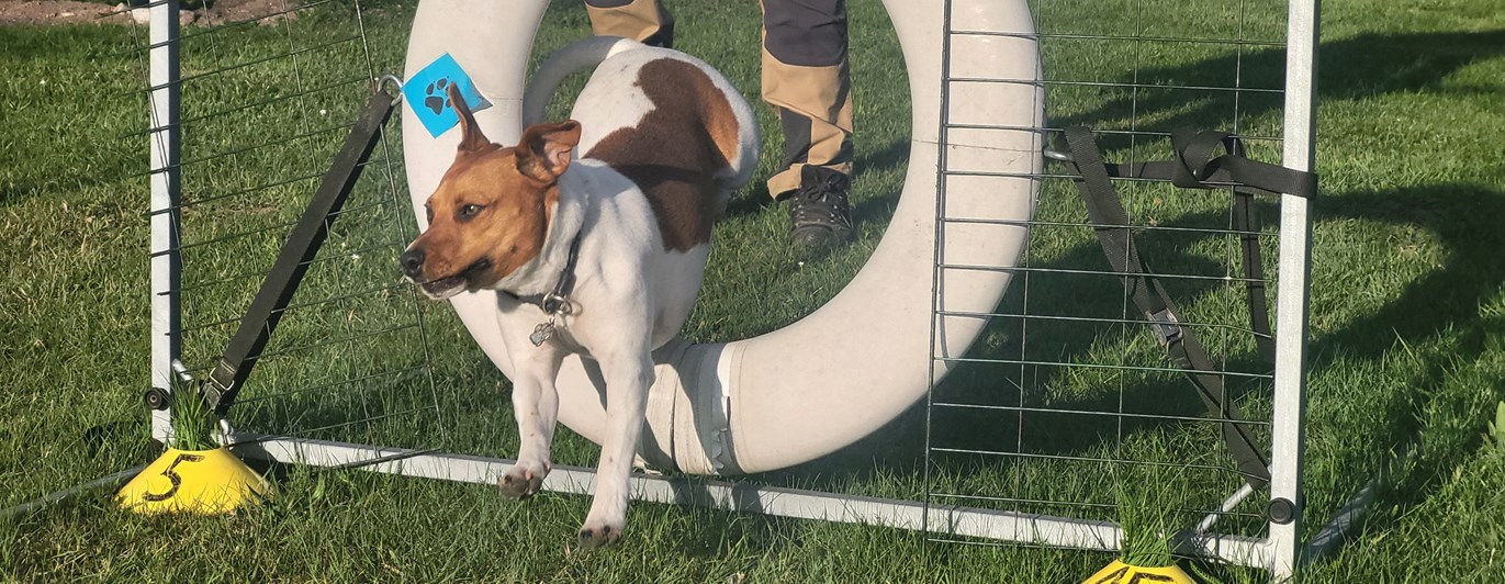 Dansksvensk gårdshund hoppar agility