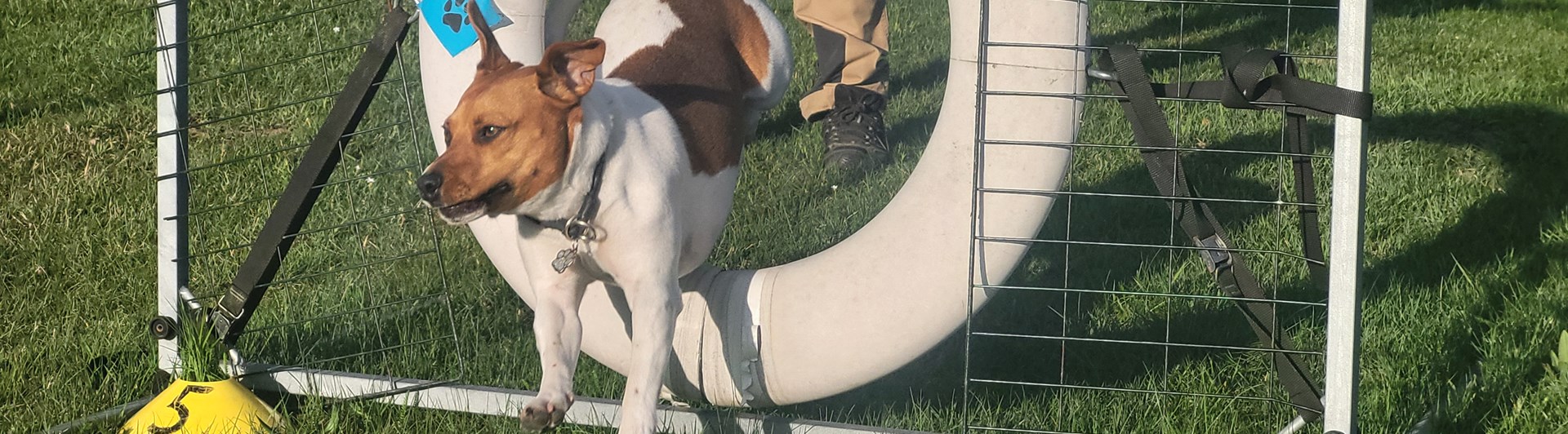 Dansksvensk gårdshund hoppar agility