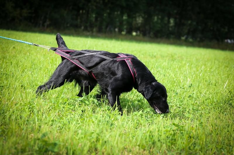 Retriever som spårar