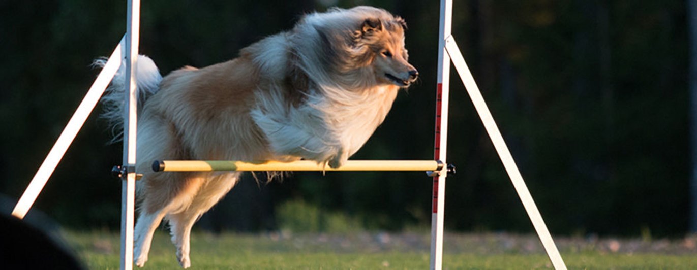 Collie hoppar över agilityhinder