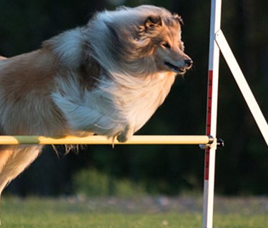 Collie hoppar över agilityhinder