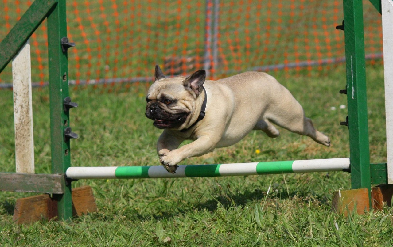 Mops agility