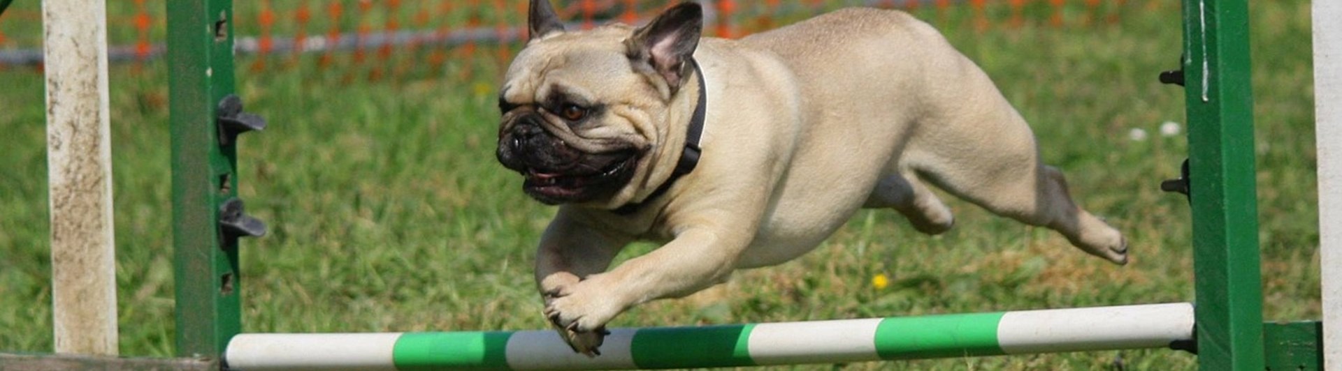 Mops agility
