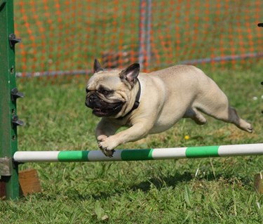 Mops agility