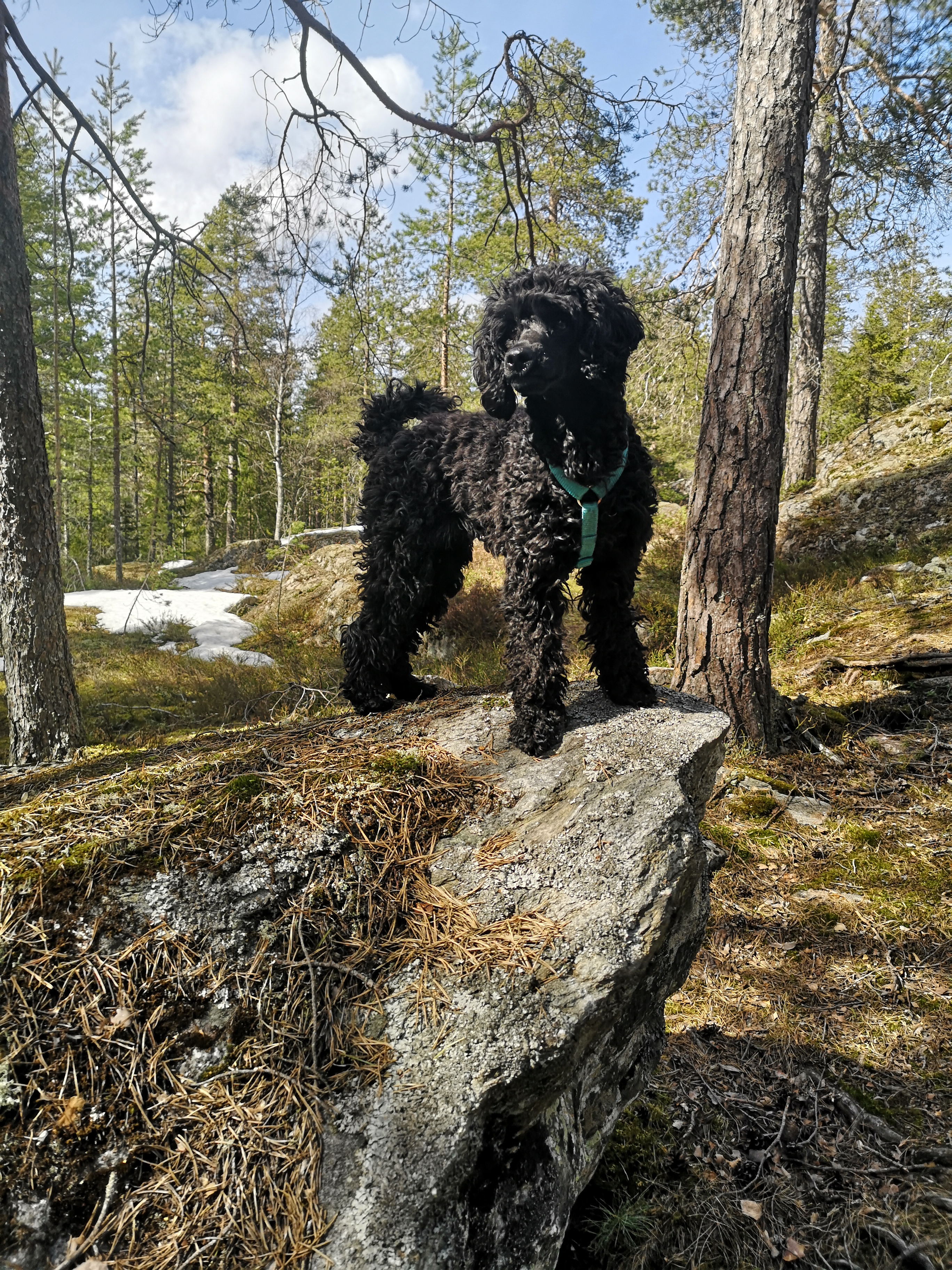 Liten pudelliknande hund som står uppe på en stor sten