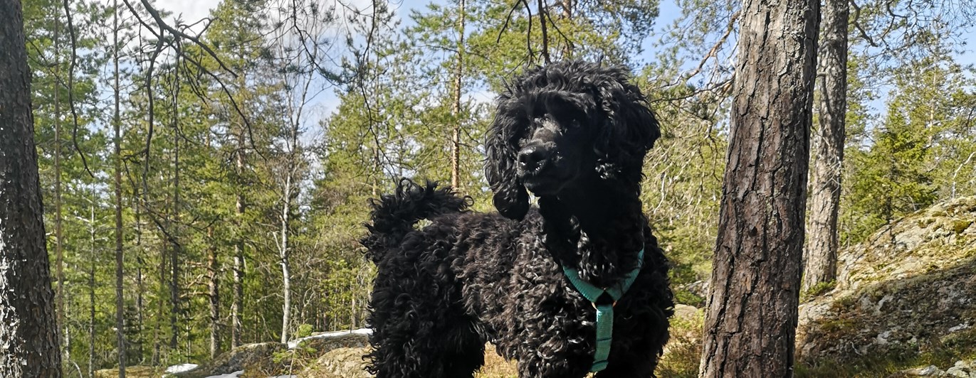 Liten pudelliknande hund som står uppe på en stor sten