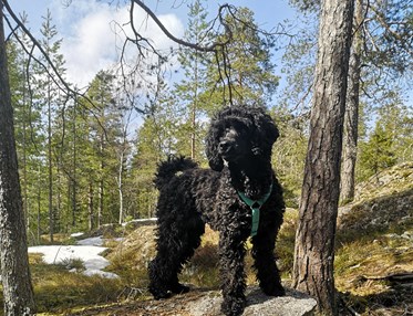 Liten pudelliknande hund som står uppe på en stor sten