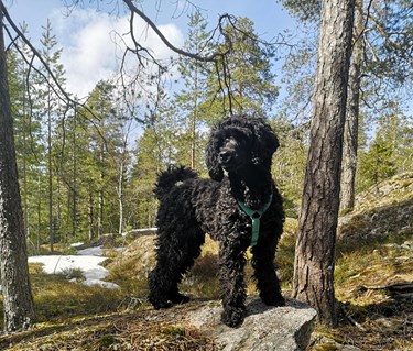 Liten pudelliknande hund som står uppe på en stor sten