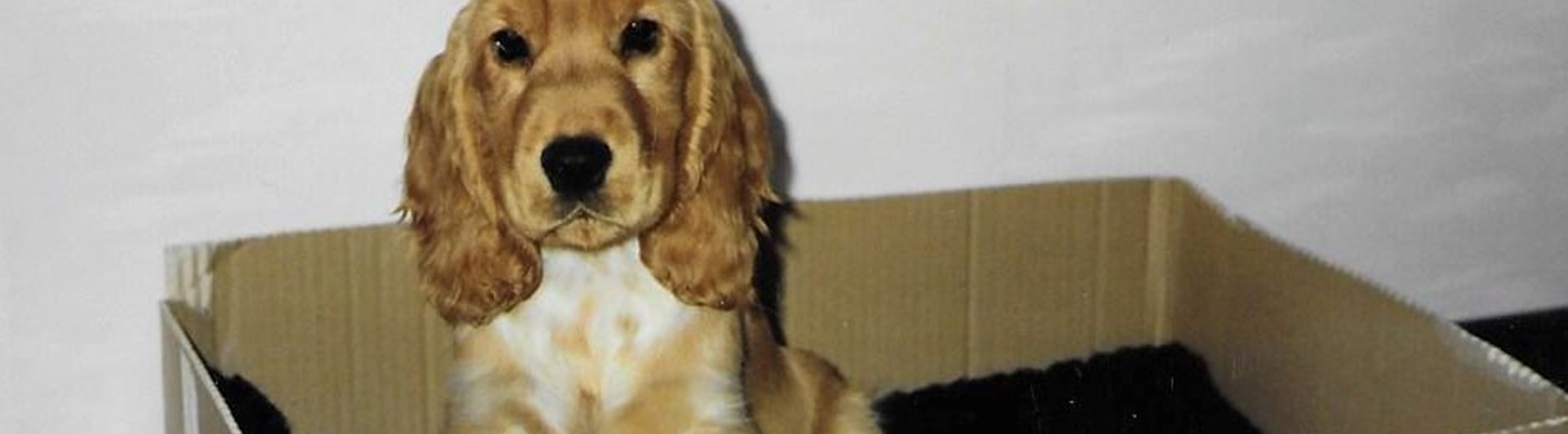 Cockerspaniel i en låda