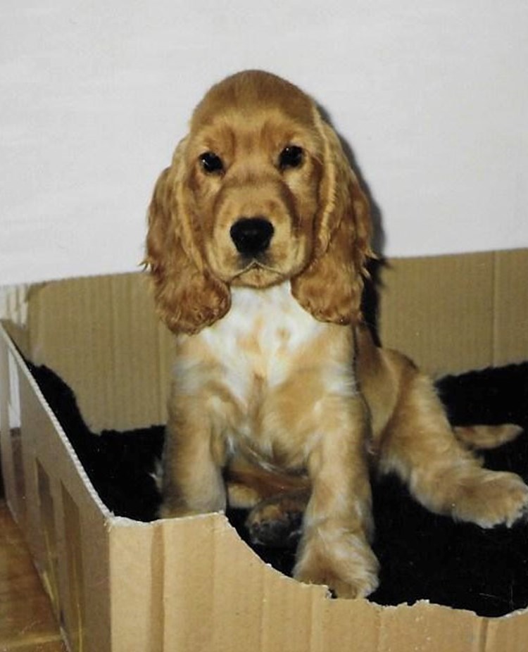 Cockerspaniel i en låda