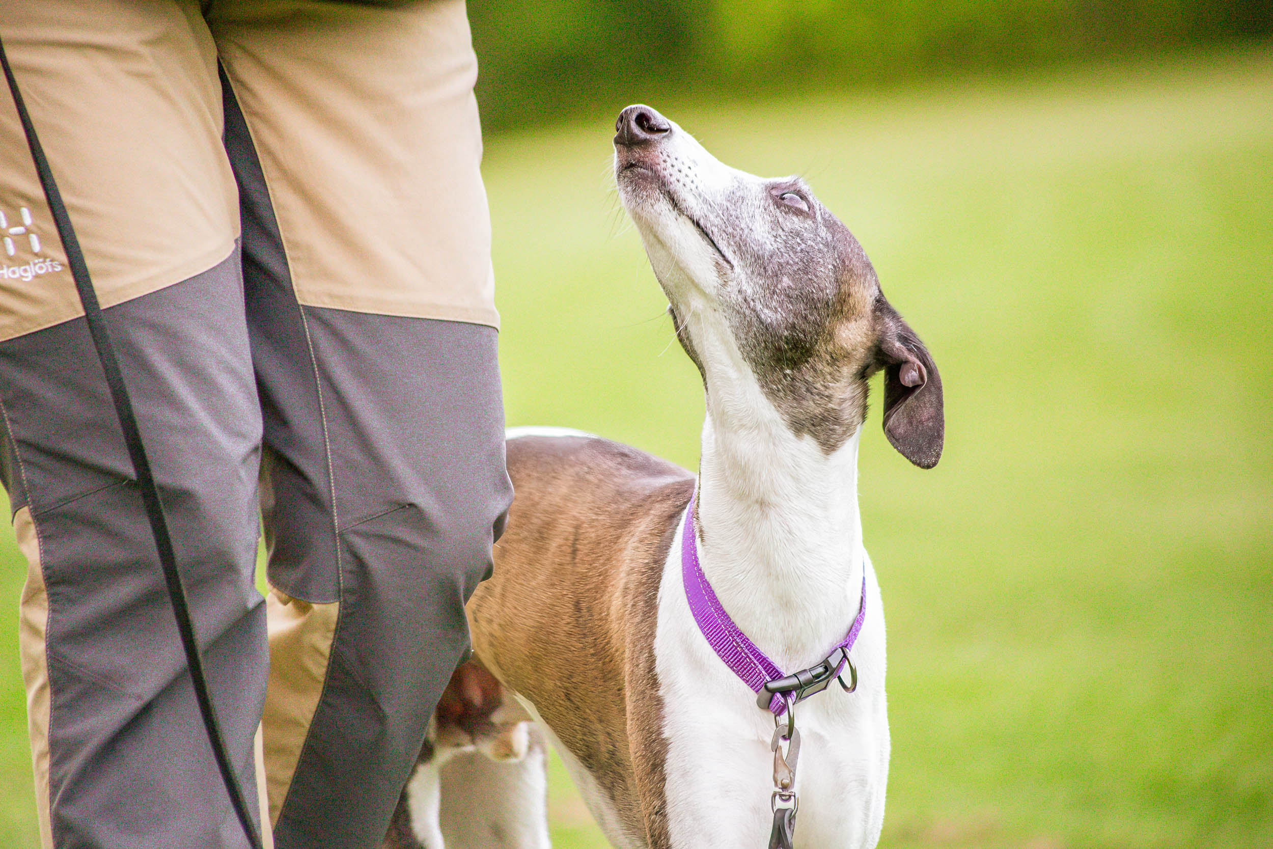 Vit brun hund tittar uppmärksamt på sin människa